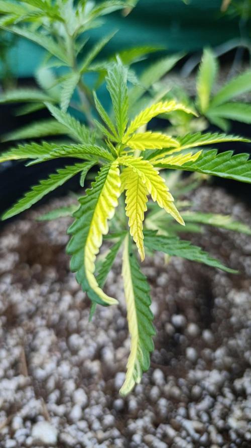 Variegated Parmigiano. Week 8