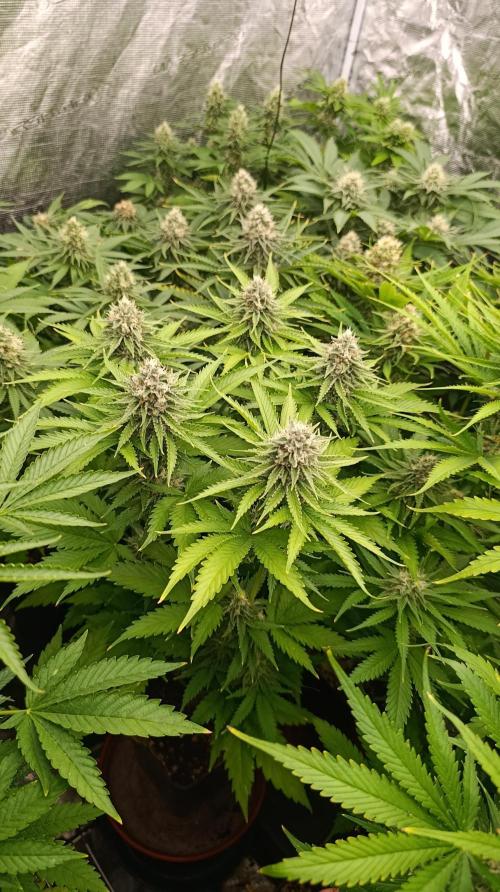 Iced Lemon Watermelon. Week 13