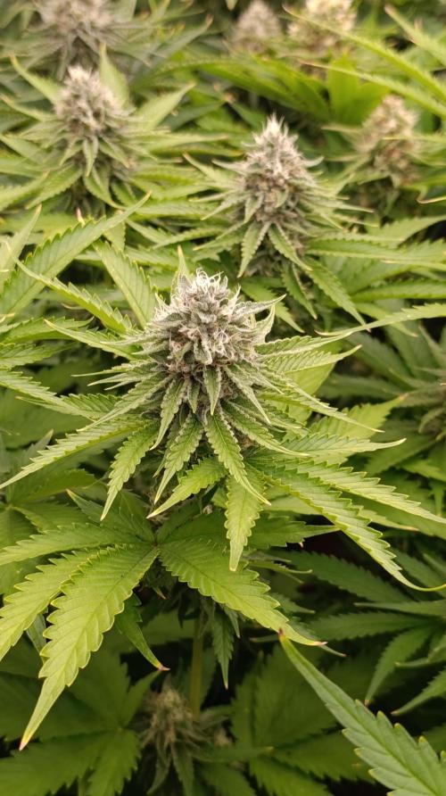 Iced Lemon Watermelon. Week 13