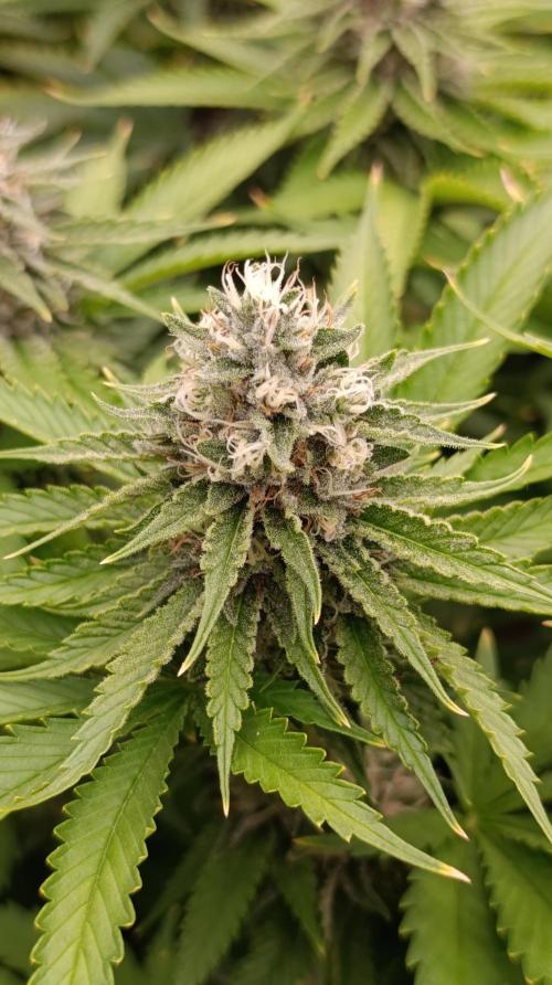 Iced Lemon Watermelon. Week 13