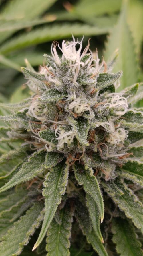 Iced Lemon Watermelon. Week 13