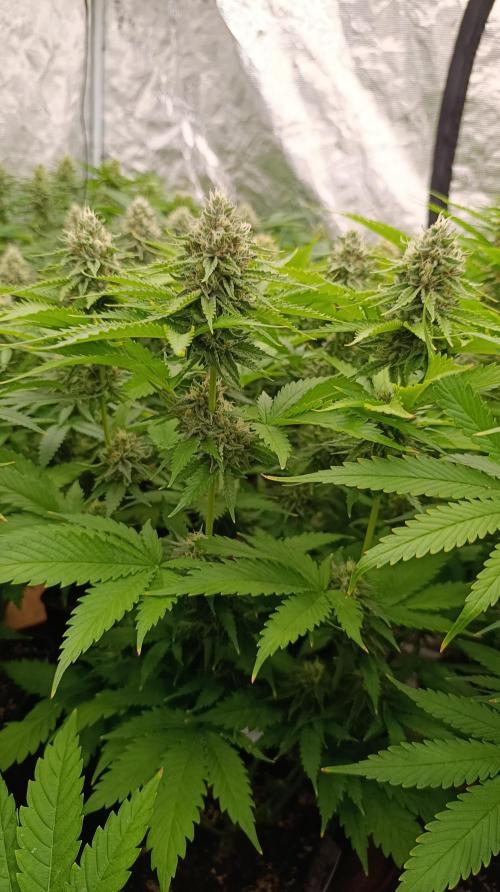 Iced Lemon Watermelon. Week 13