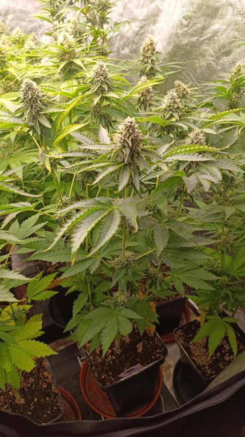 Z42 Limited Edition. Week 13