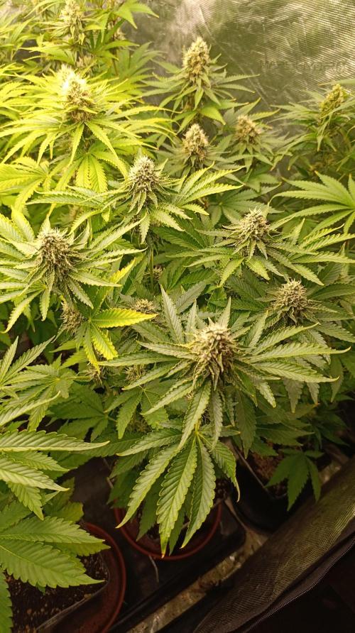 Z42 Limited Edition. Week 13