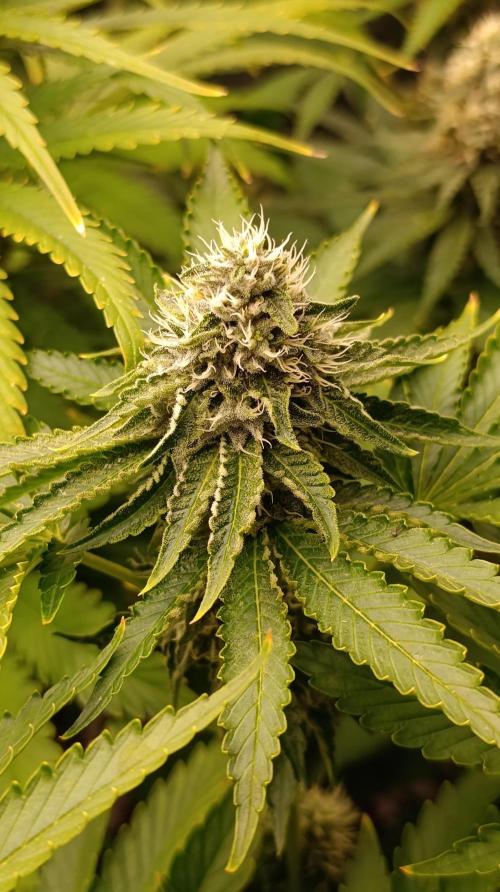 Z42 Limited Edition. Week 13