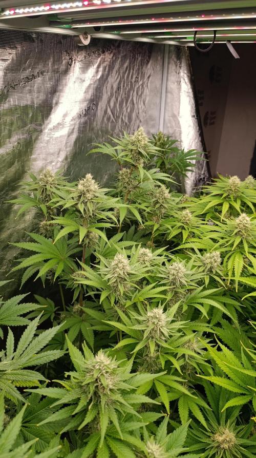 Cosmic Cheddar F1. Week 13