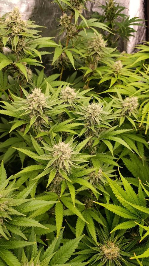 Cosmic Cheddar F1. Week 13