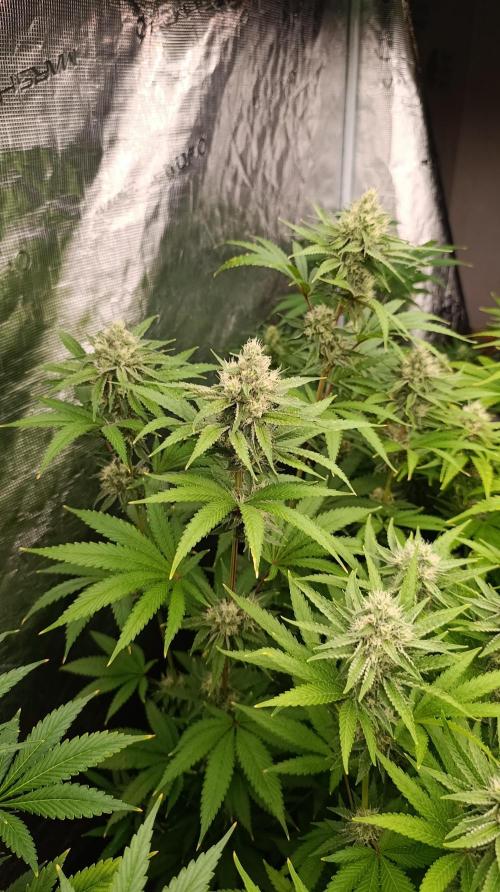 Cosmic Cheddar F1. Week 13