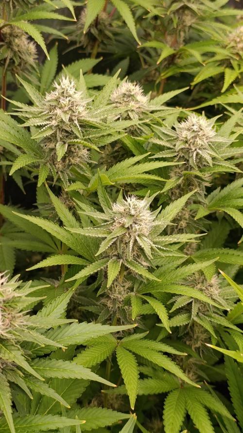 Cosmic Cheddar F1. Week 13