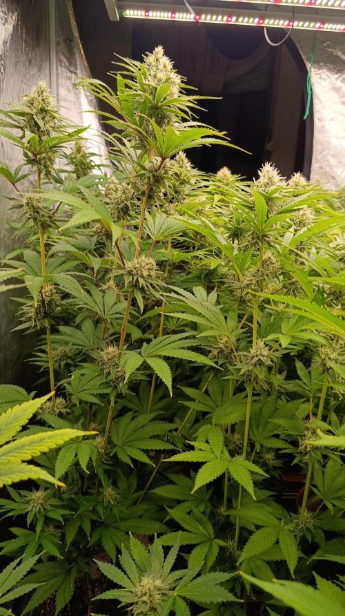 Cosmic Cheddar F1. Week 13