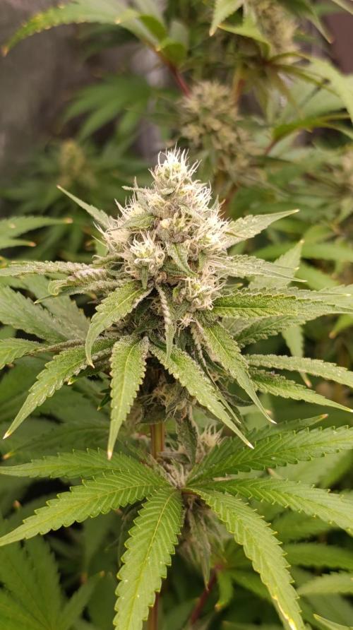 Cosmic Cheddar F1. Week 13