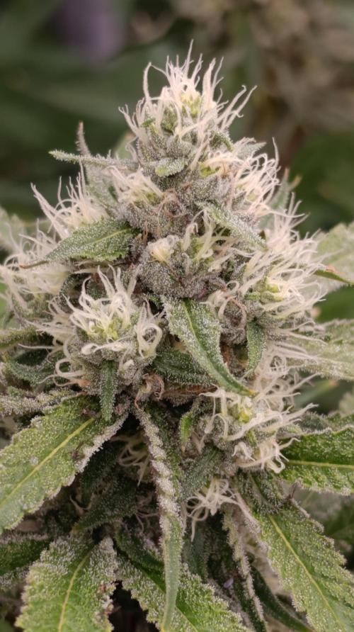 Cosmic Cheddar F1. Week 13