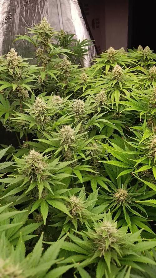 Cosmic Cheddar F1