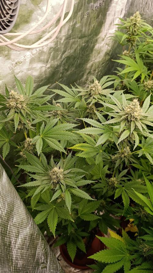 Astro Lemonade F1. Week 12