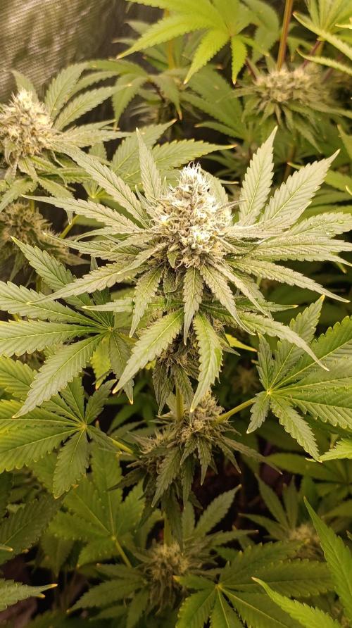 Astro Lemonade F1. Week 12