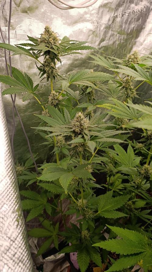 Astro Lemonade F1. Week 12