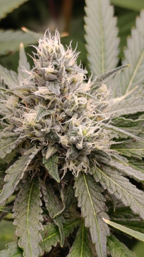 Astro Lemonade F1. Week 12
