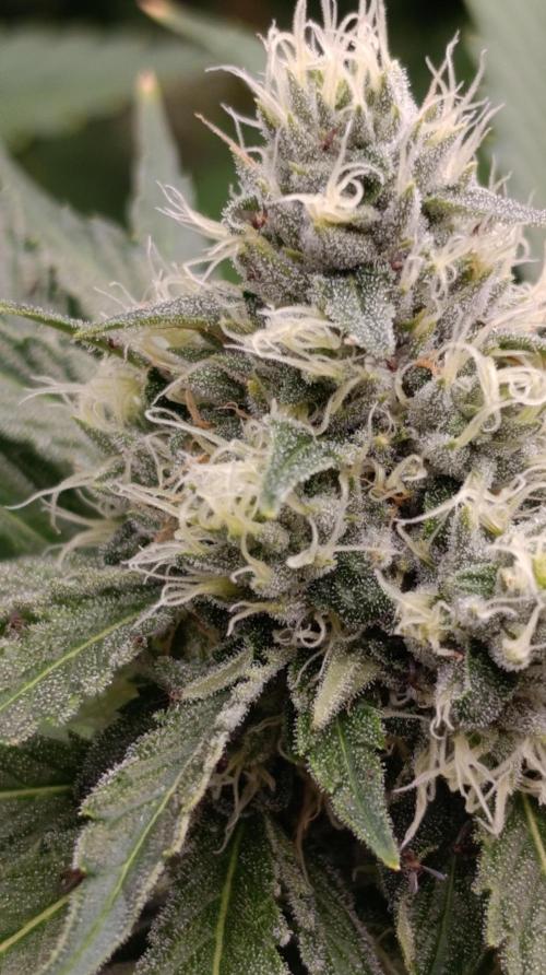 Astro Lemonade F1. Week 12