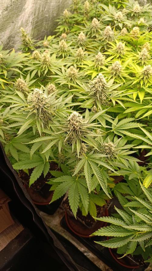 Triple Mints XXL. Week 13