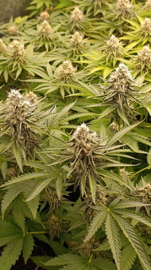 Triple Mints XXL. Week 13