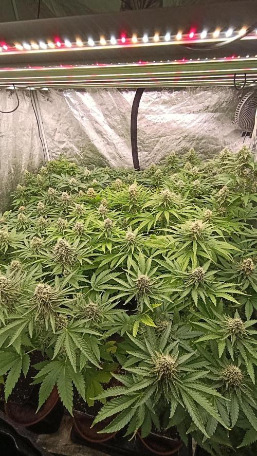 Triple Mints XXL. Week 13