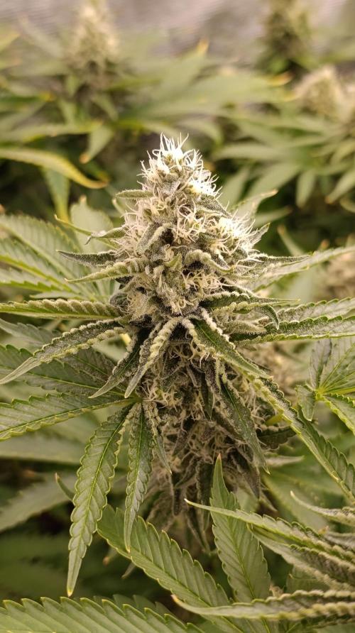 Triple Mints XXL. Week 13