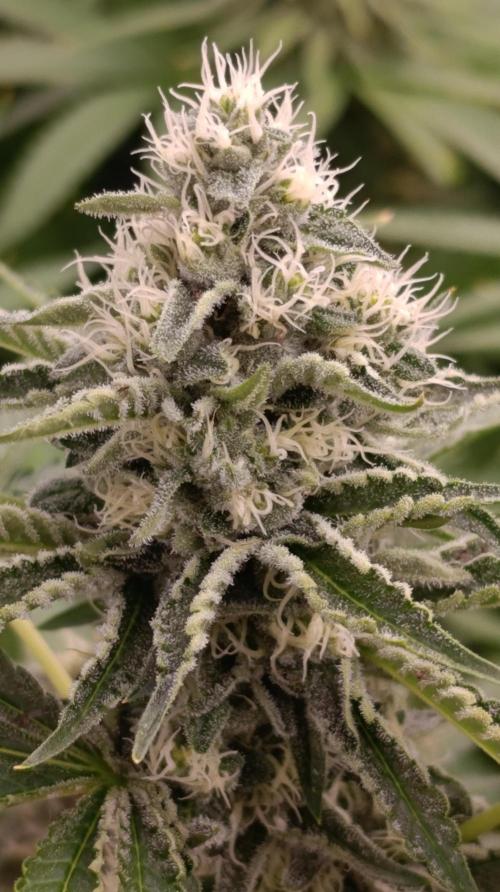 Triple Mints XXL. Week 13