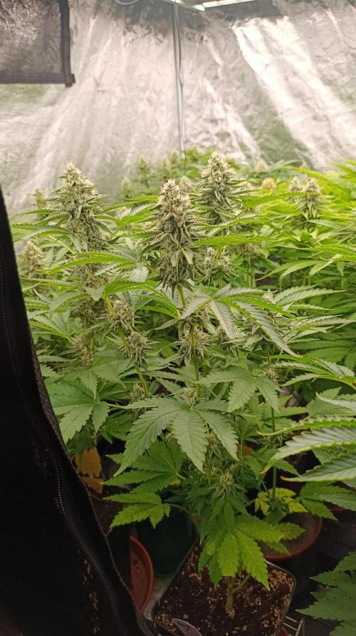 Triple Mints XXL. Week 13