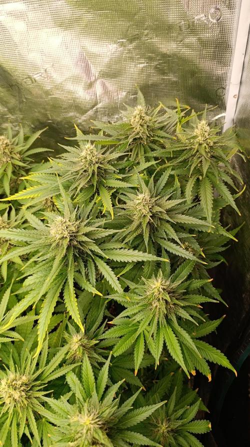 Super Lemon Cherry. Week 12
