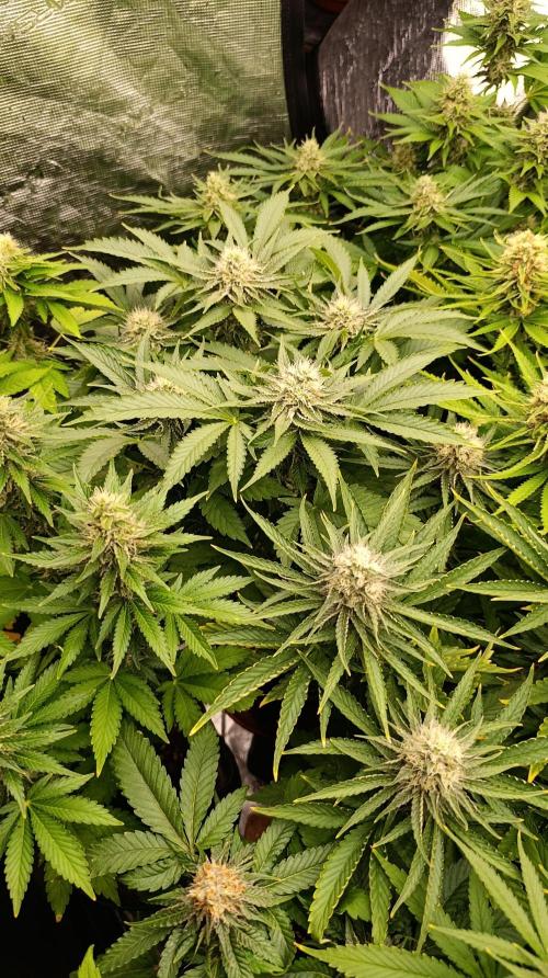 Super Lemon Cherry. Week 12