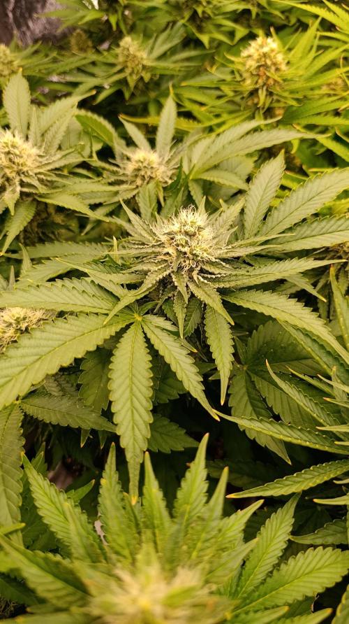 Super Lemon Cherry. Week 12