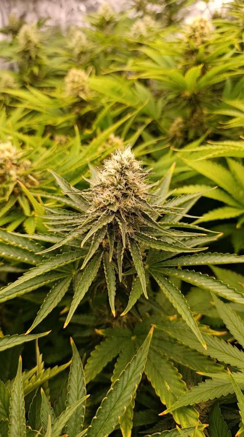Super Lemon Cherry. Week 12