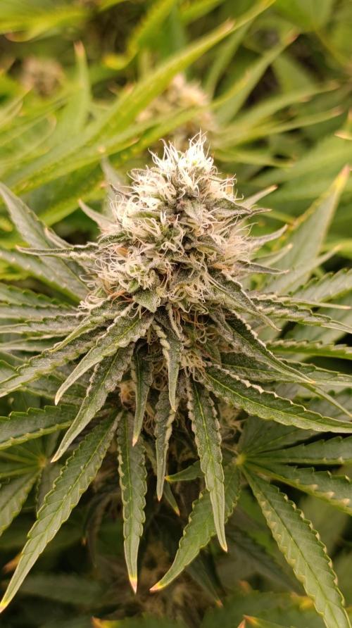 Super Lemon Cherry. Week 12
