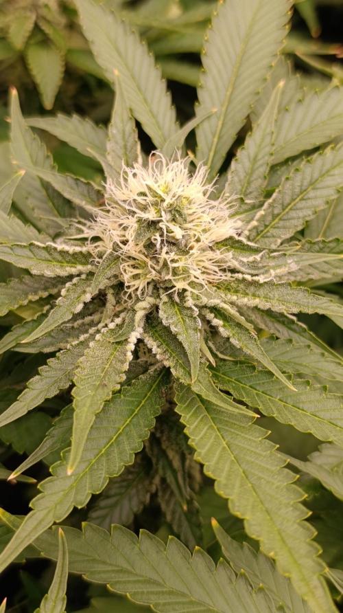 Super Lemon Cherry. Week 12