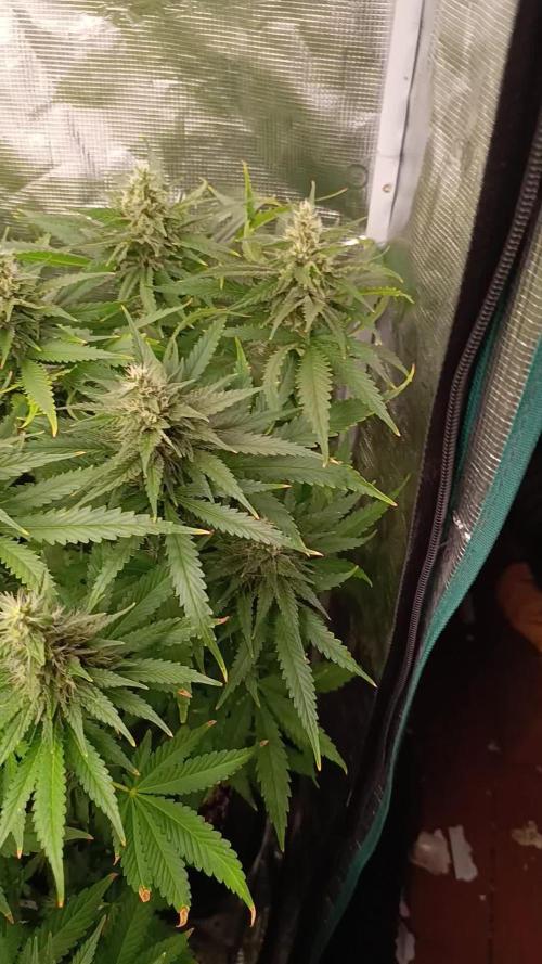 Super Lemon Cherry