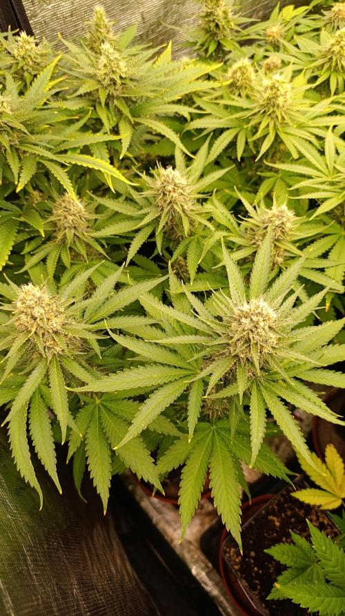 Pink Guava F1 FV. Week 13