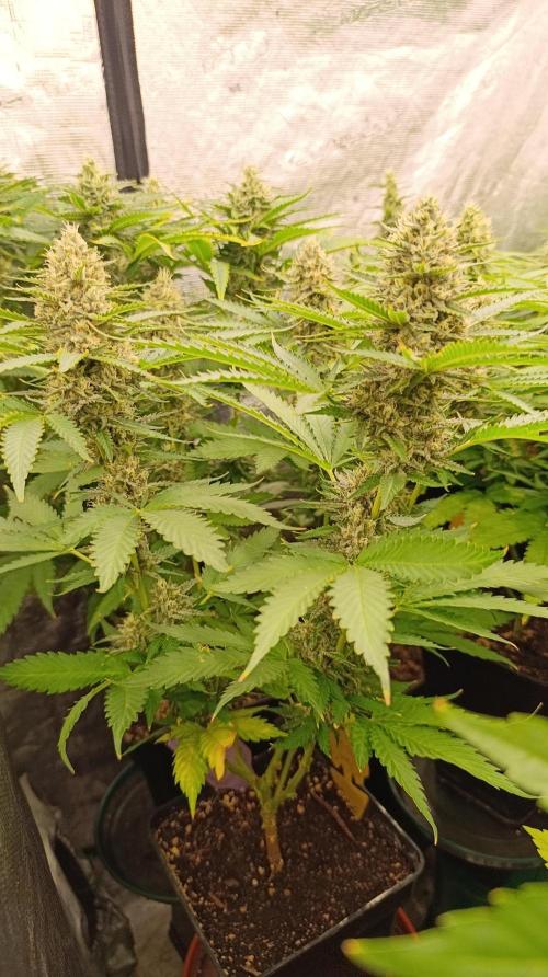 Pink Guava F1 FV. Week 13
