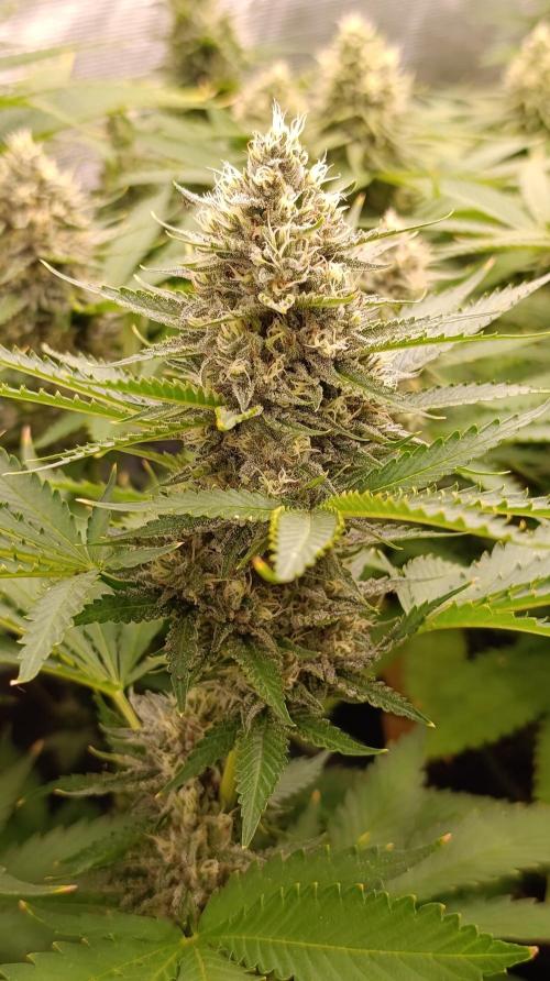 Pink Guava F1 FV. Week 13