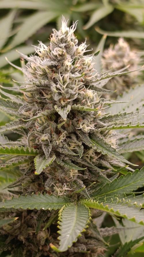 Pink Guava F1 FV. Week 13