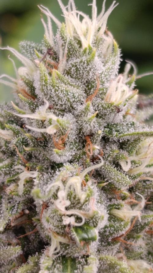 Pink Guava F1 FV. Week 13