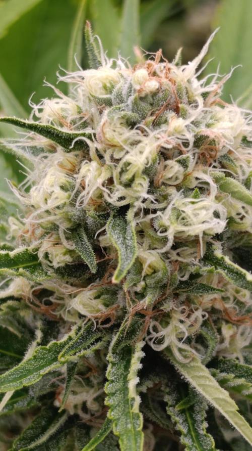 Gelonade. Week 13