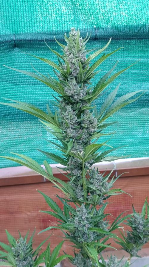 Strawberry Gorilla Rf3 Auto. Week 9
