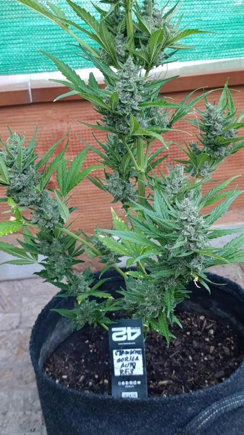 Strawberry Gorilla Rf3 Auto. Week 9