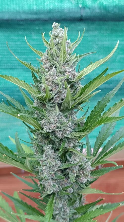 Strawberry Gorilla Rf3 Auto. Week 9