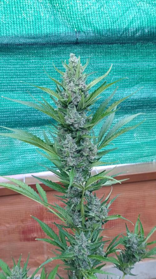 Strawberry Gorilla Rf3 Auto. Week 9