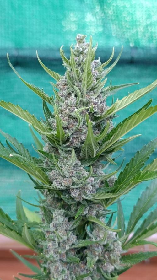 Strawberry Gorilla Rf3 Auto. Week 9