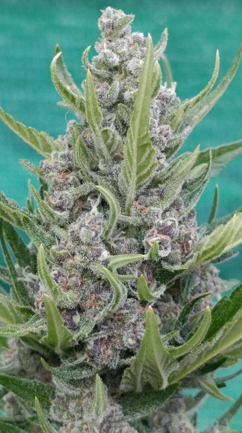 Strawberry Gorilla Rf3 Auto. Week 9