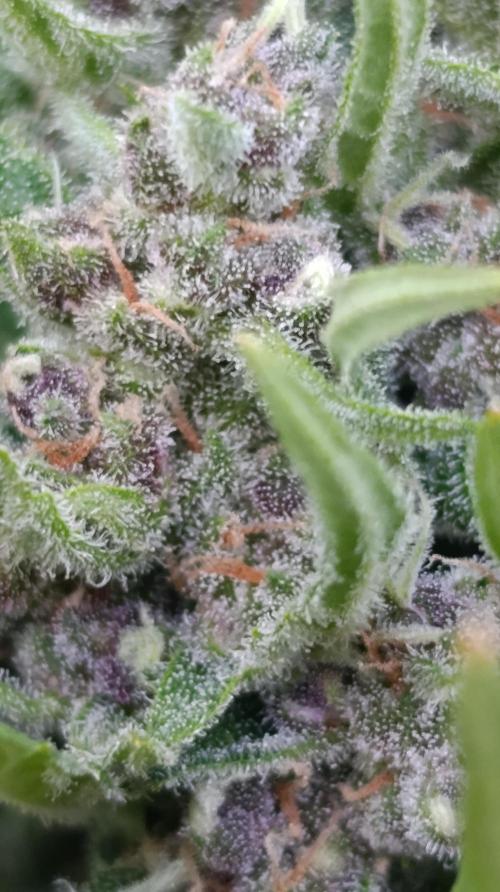 Strawberry Gorilla Rf3 Auto. Week 9