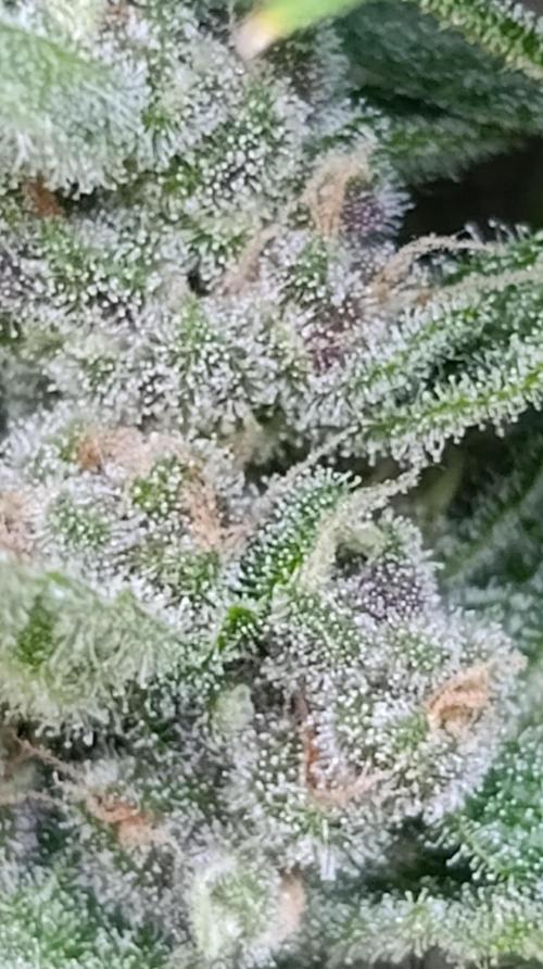 Strawberry Gorilla Rf3 Auto. Week 9