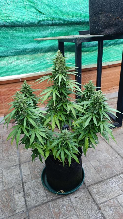 Permanent Marker XXL Auto. Week 13